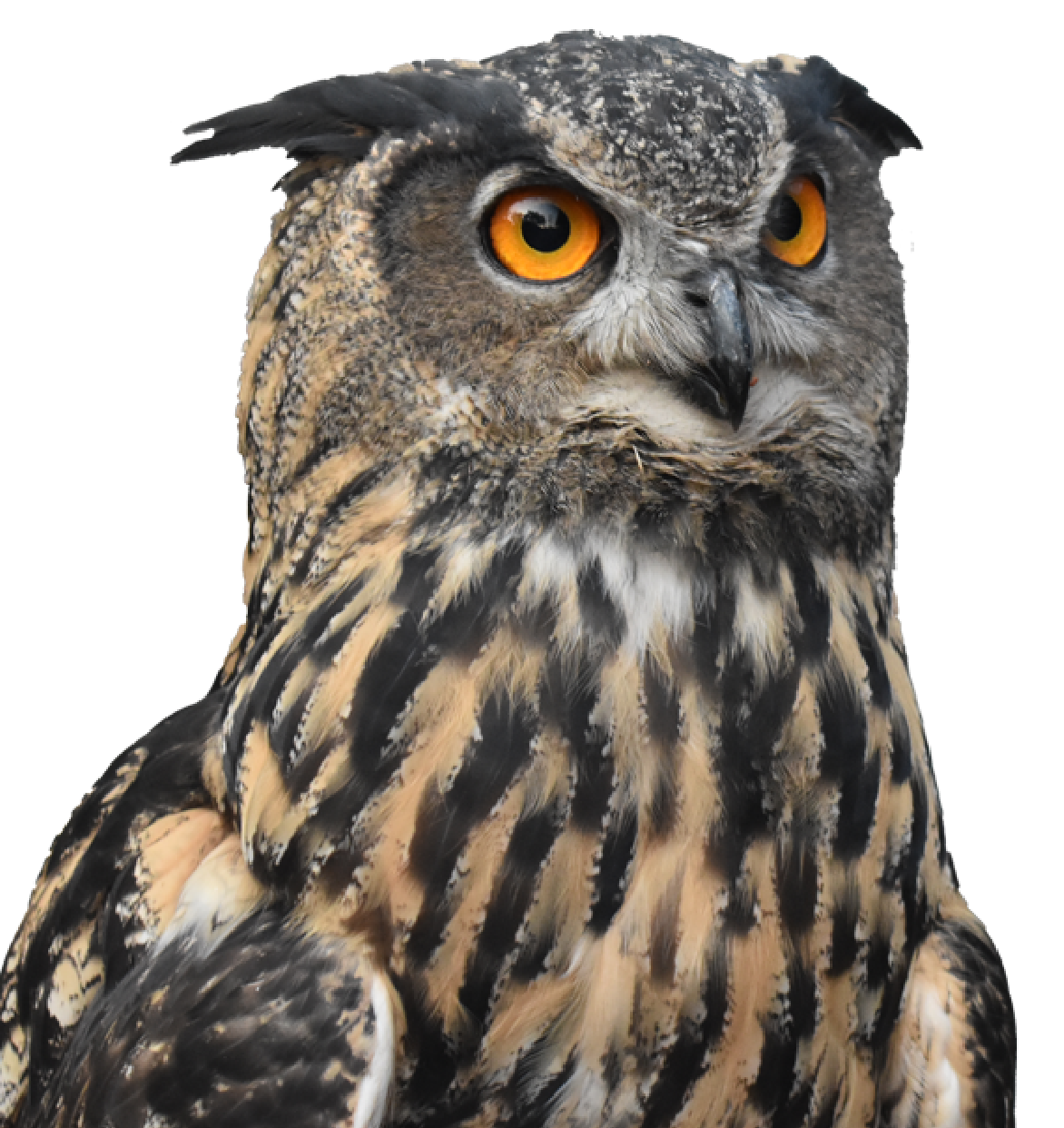 Homepage watch our progress owl
