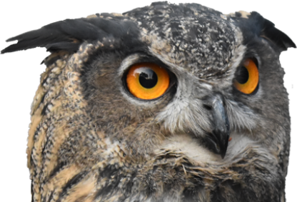 owl head